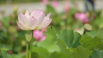 荷花最近爆料视频播放,揭秘幕后故事，精彩瞬间回顾  第2张